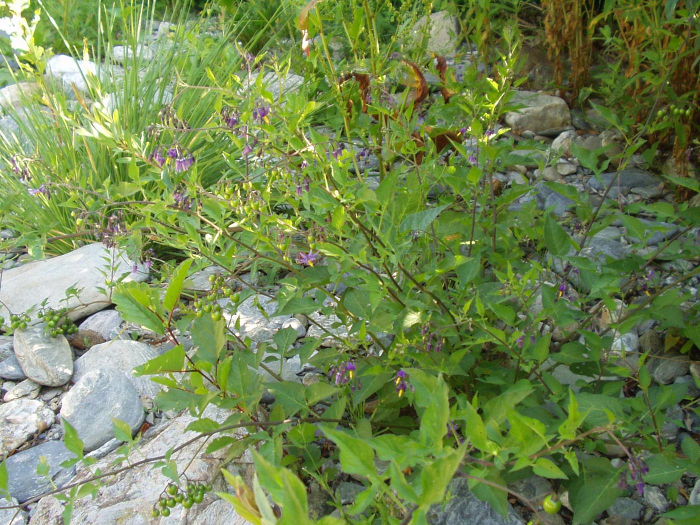 Nightshade, Woody plant